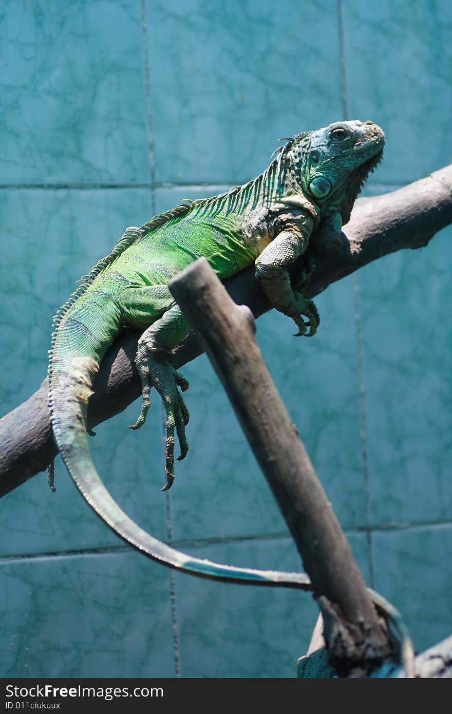 Iguana crouching on wooden branch