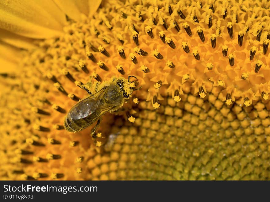 Bee on sunflower