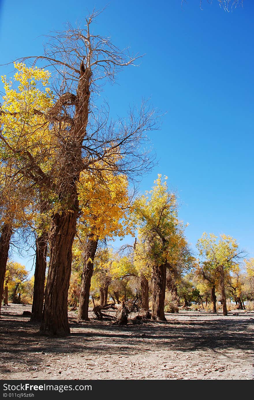 Golden Yellow Poplar Tree And Blue Color Sky