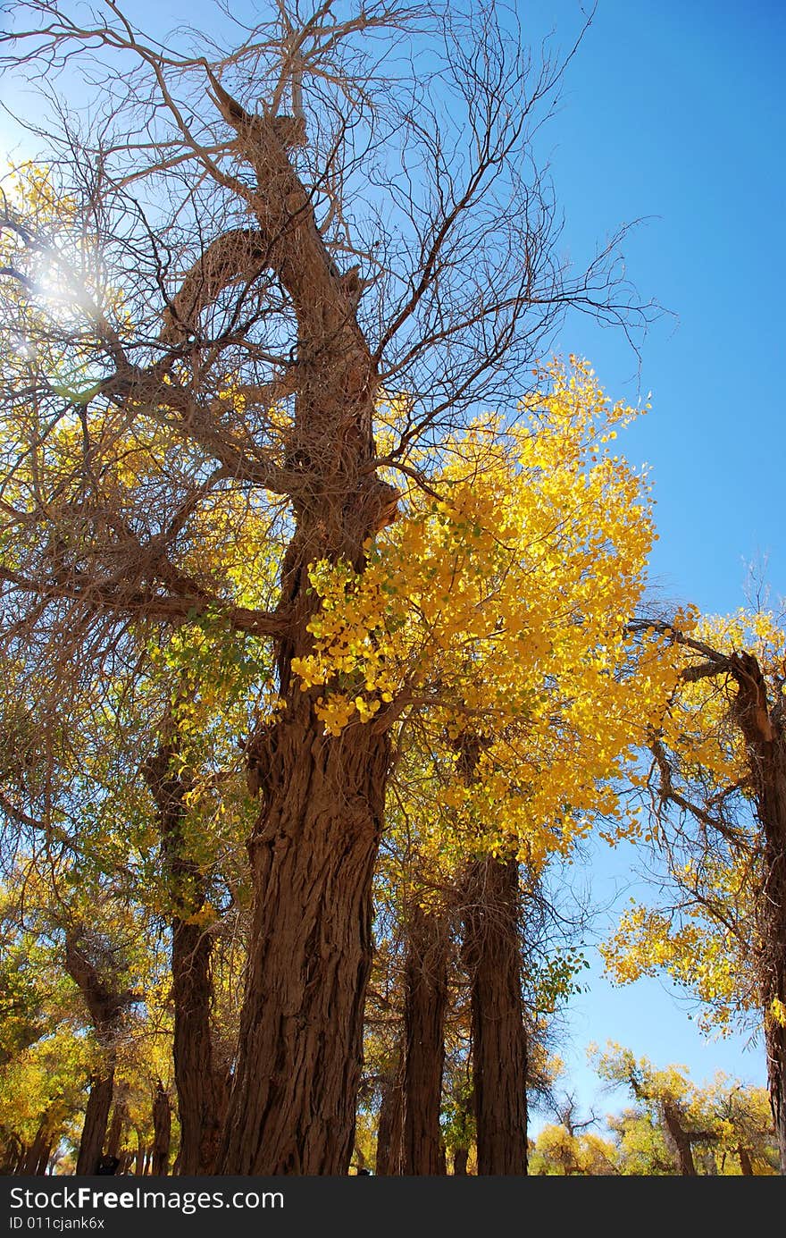 Golden Yellow Poplar Tree And Blue Color Sky