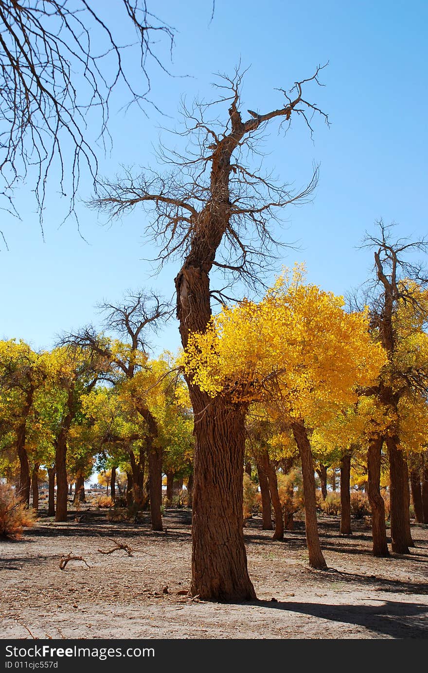 Golden yellow Poplar tree and blue color sky is beautiful