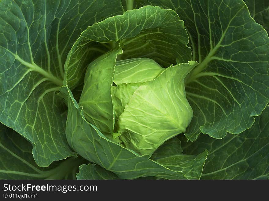 The fresh ripe cabbage in natural conditions