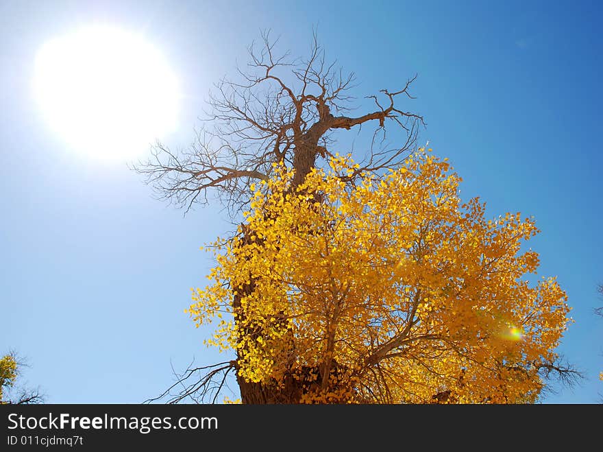 Golden Yellow Poplar Tree And Blue Color Sky