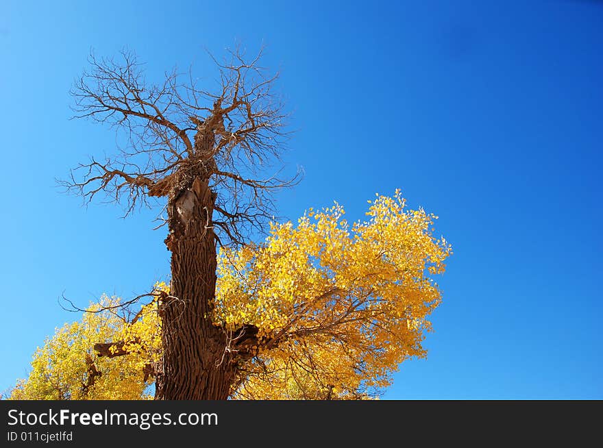 Golden yellow Poplar tree and blue color sky