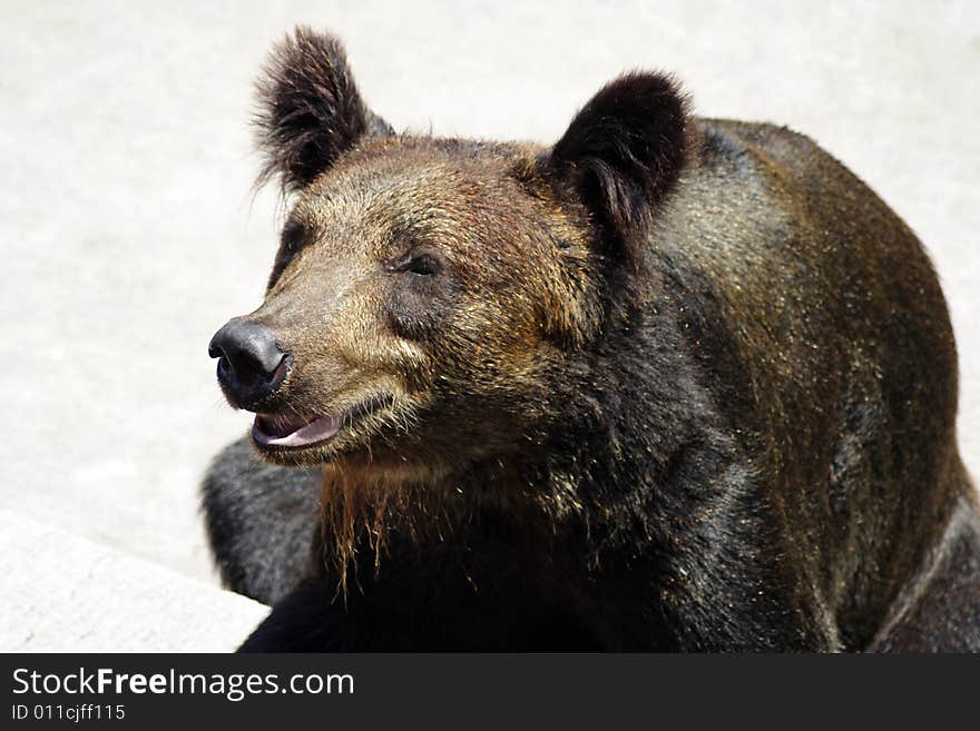 Brown bear in a hot summer