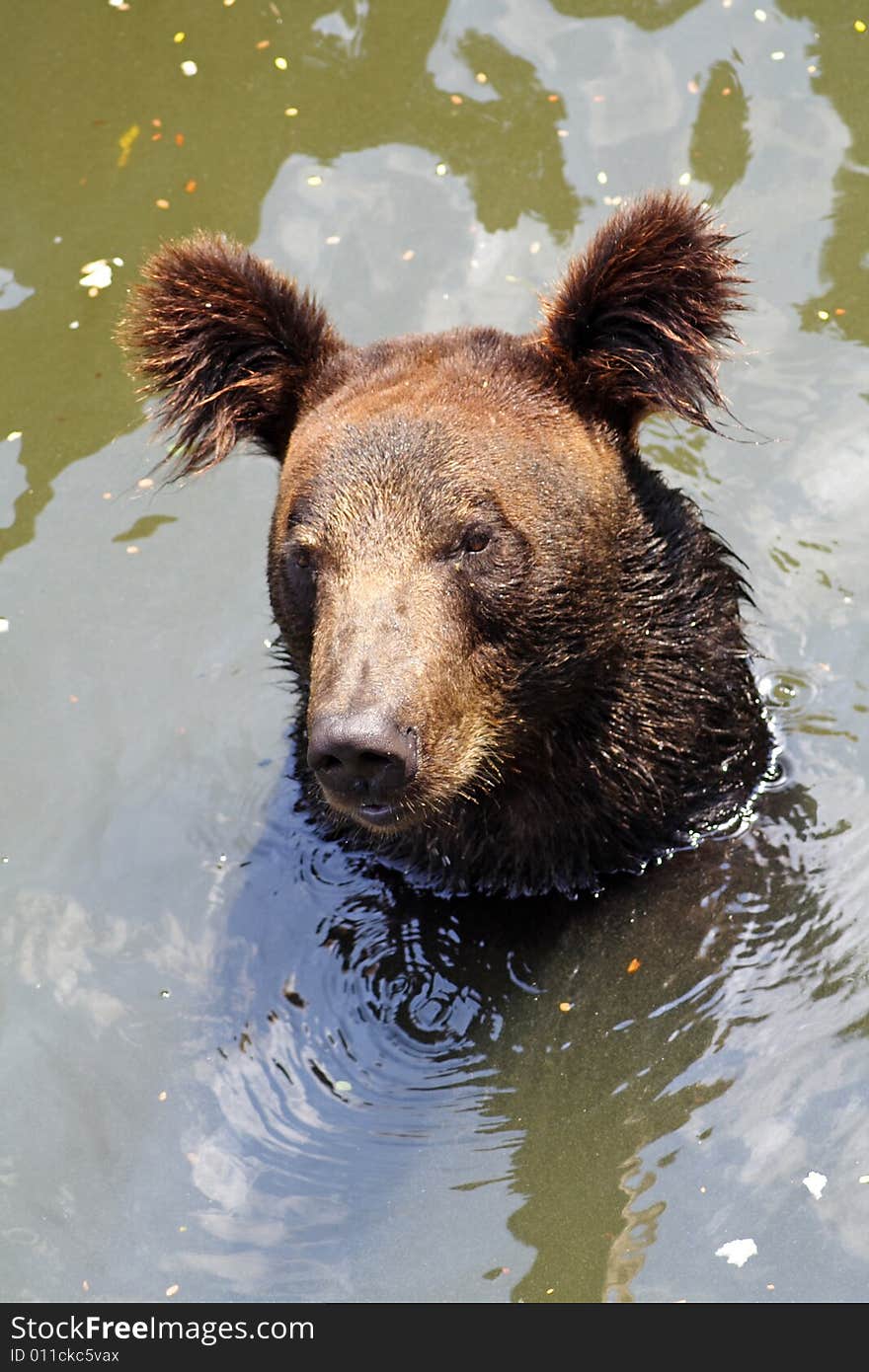 Brown bear