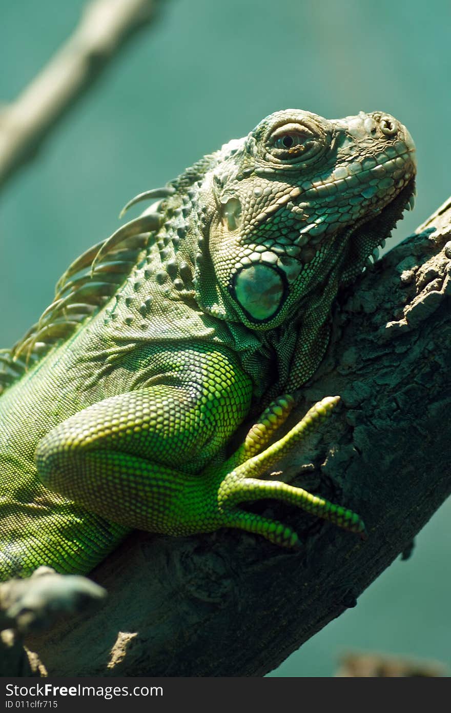 Iguana couching on a wooden bole