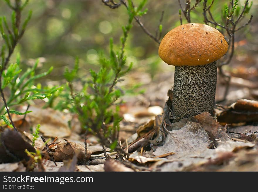 Orange-cup Boletus