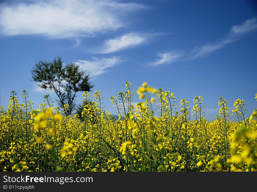 Tree and rape-flower