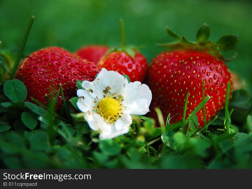 Strawberry in green grass with a while flower