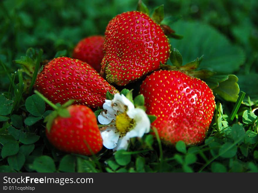 Strawberry in green grass with white flower