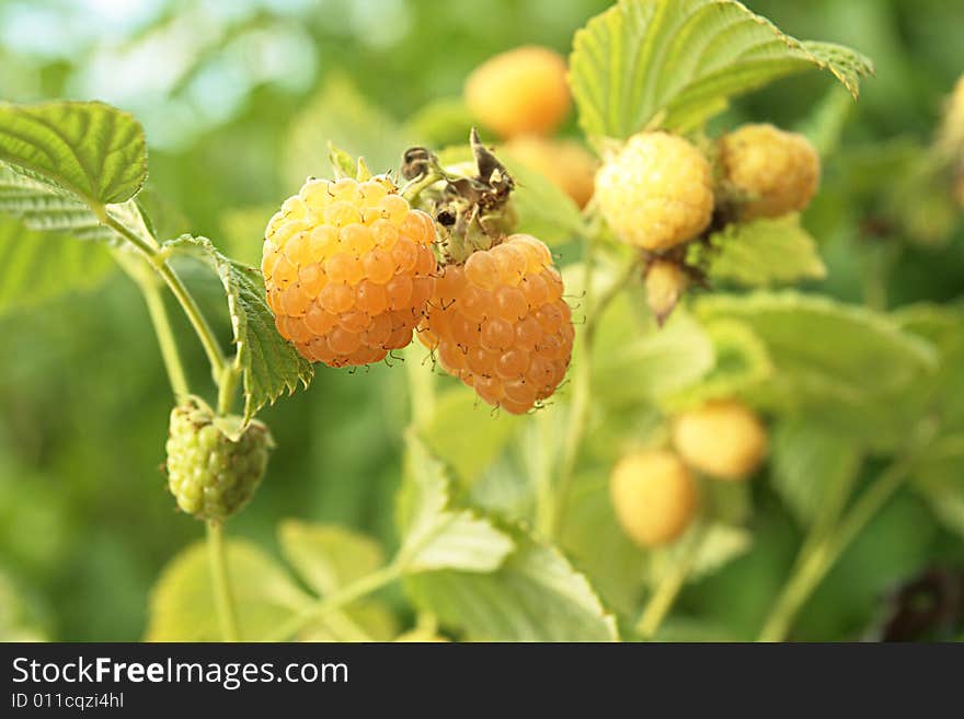 Yellow Raspberry