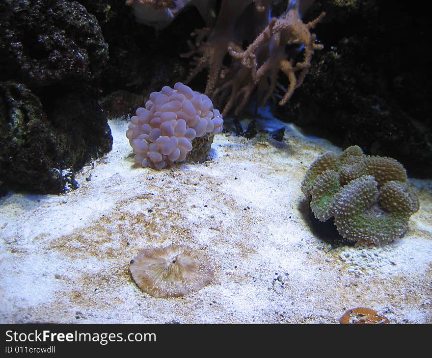 The photo was taken in Denmark's Aquarium near from Copenhagen. The photo was taken in Denmark's Aquarium near from Copenhagen