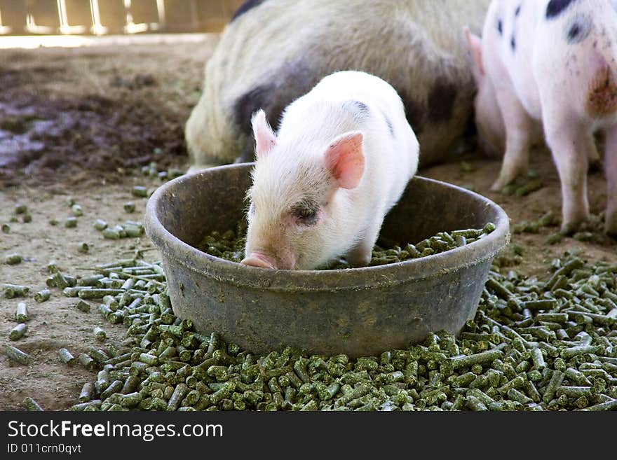 Baby piglet playing in his bowl of food