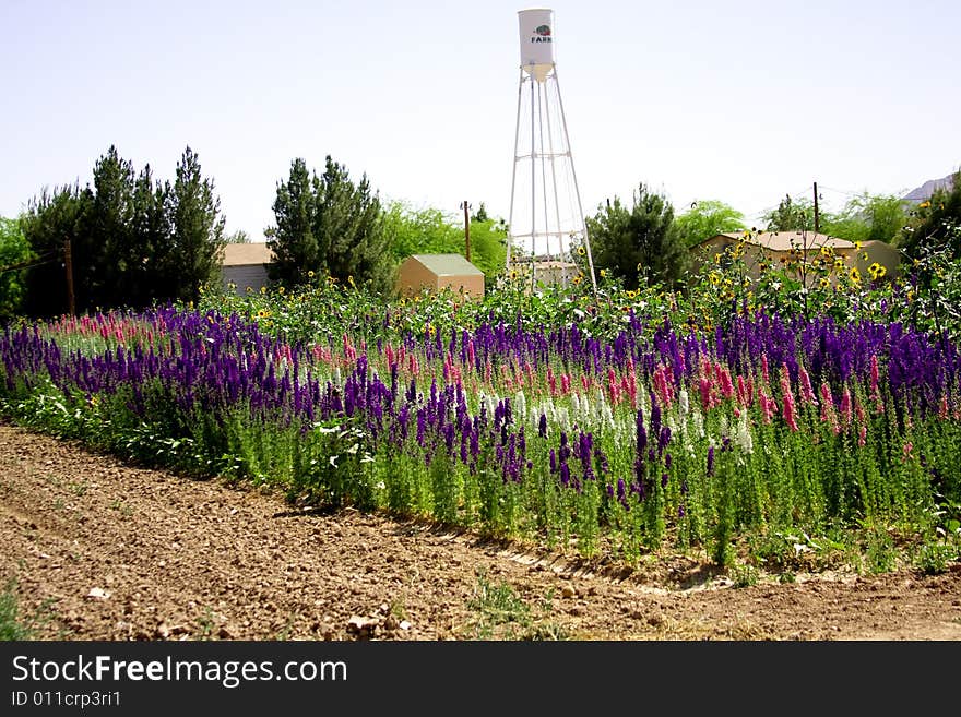 Brilliant and colorful field of flowers with water tower in the background