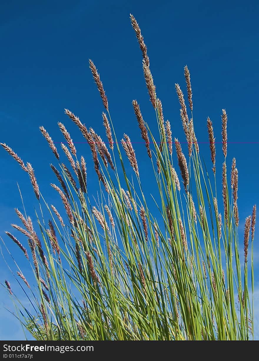 Green grass and blue sky