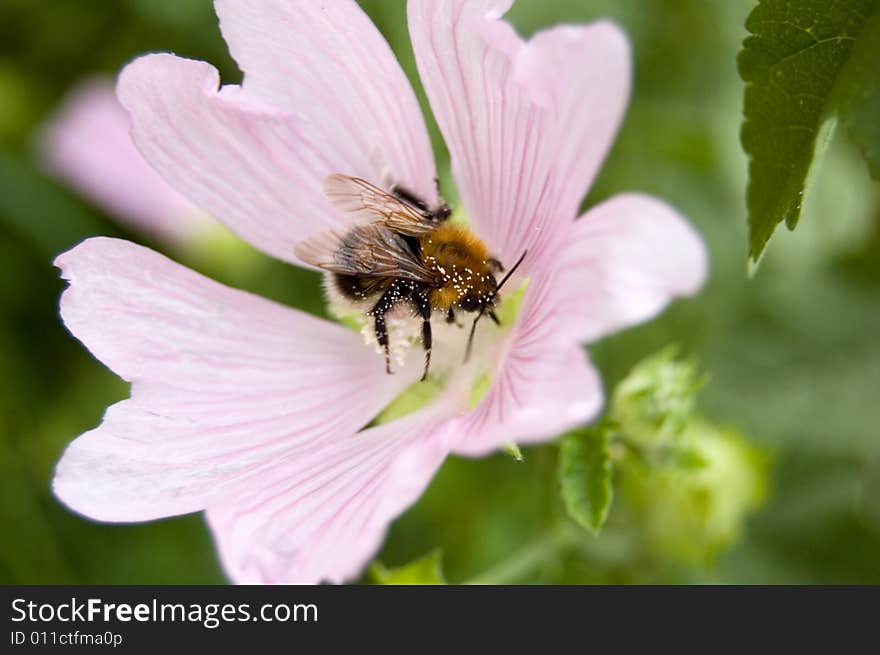 Sweet tooth bumblebee