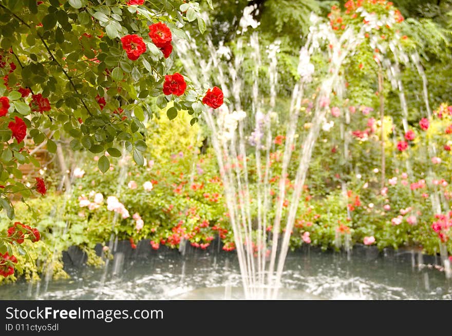 Fountain and roses at a summer day in a city park. Fountain and roses at a summer day in a city park