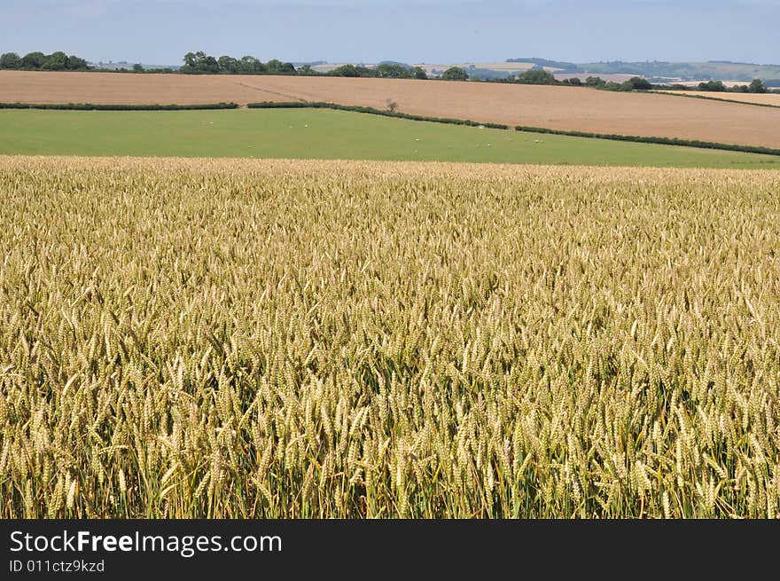 Cornfield north of Dorchester Dorset. Cornfield north of Dorchester Dorset