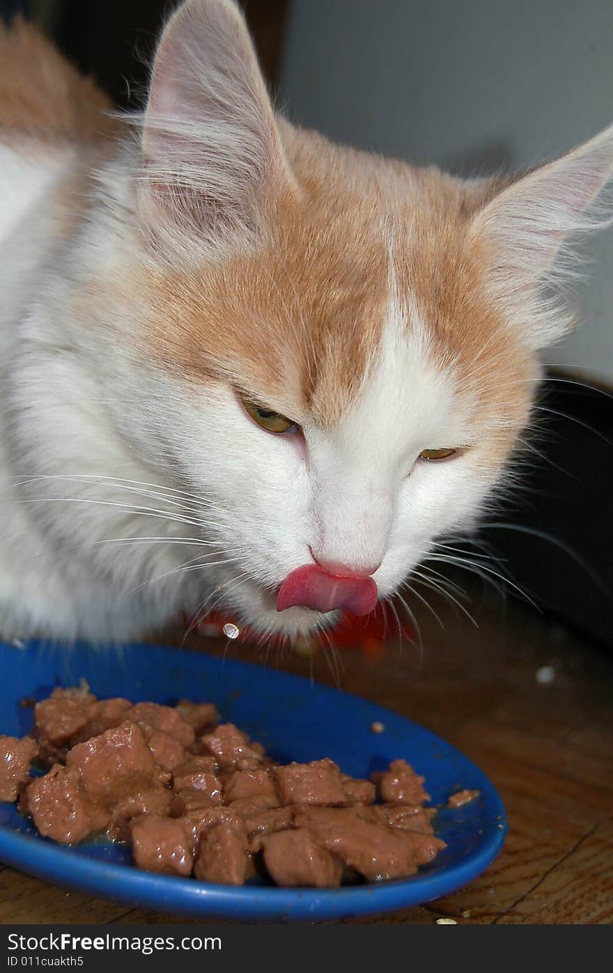 Cat with bowl of meal