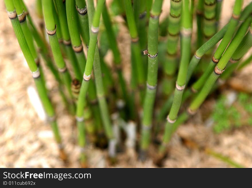 Little Bamboo in a shelves.