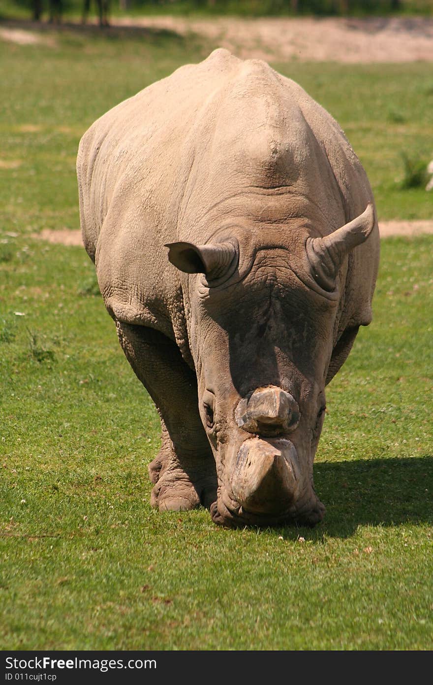 A large African white rhinoceros is grazing.