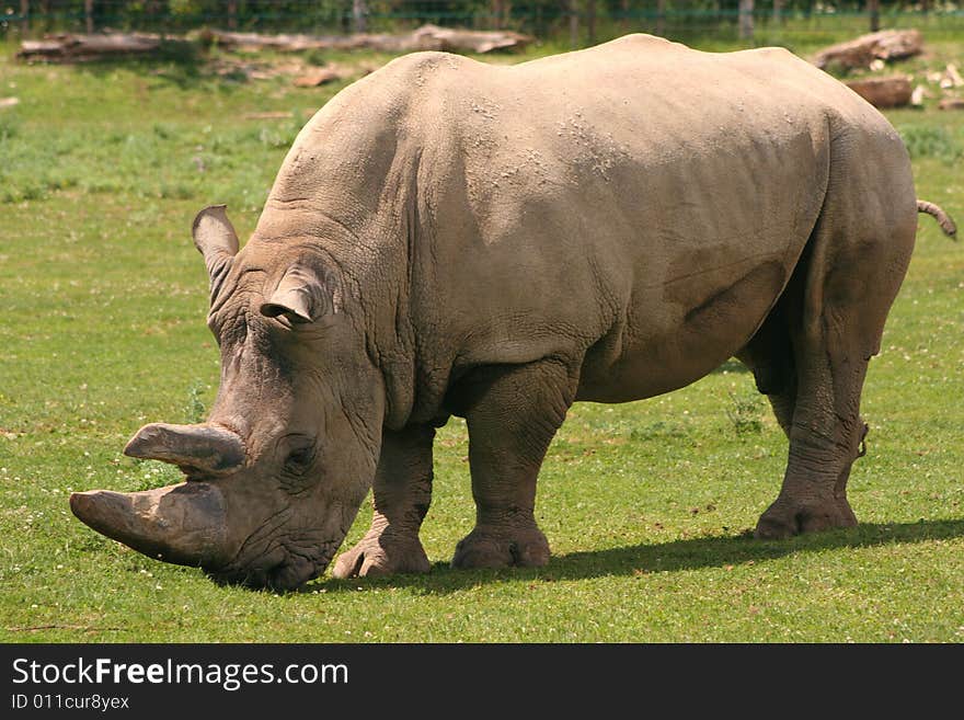 A large African white rhinoceros is grazing.