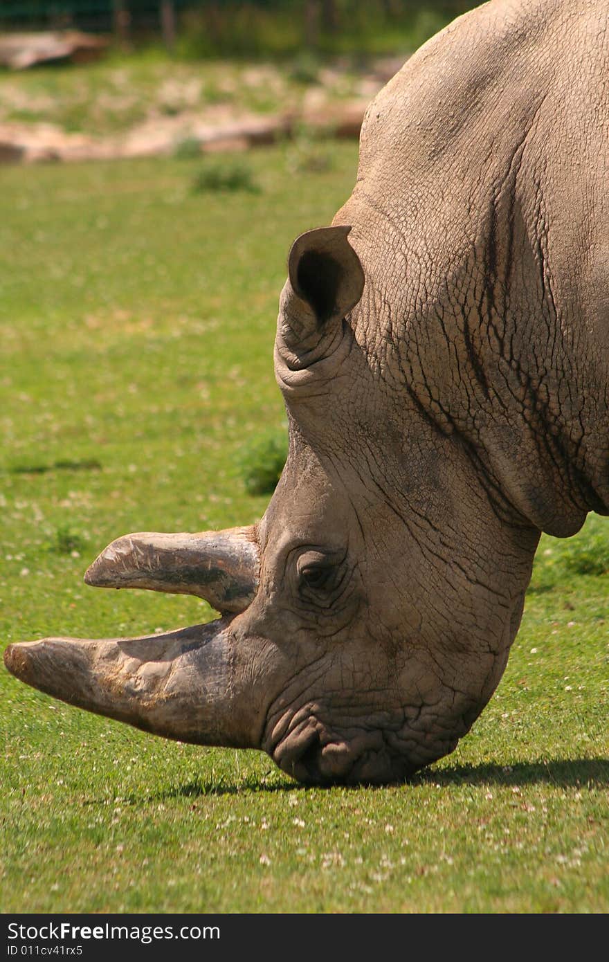 A large African white rhinoceros is grazing.