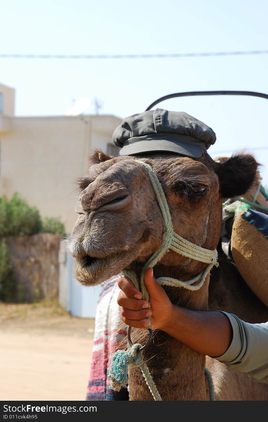 Tunisian camel in hat on farm