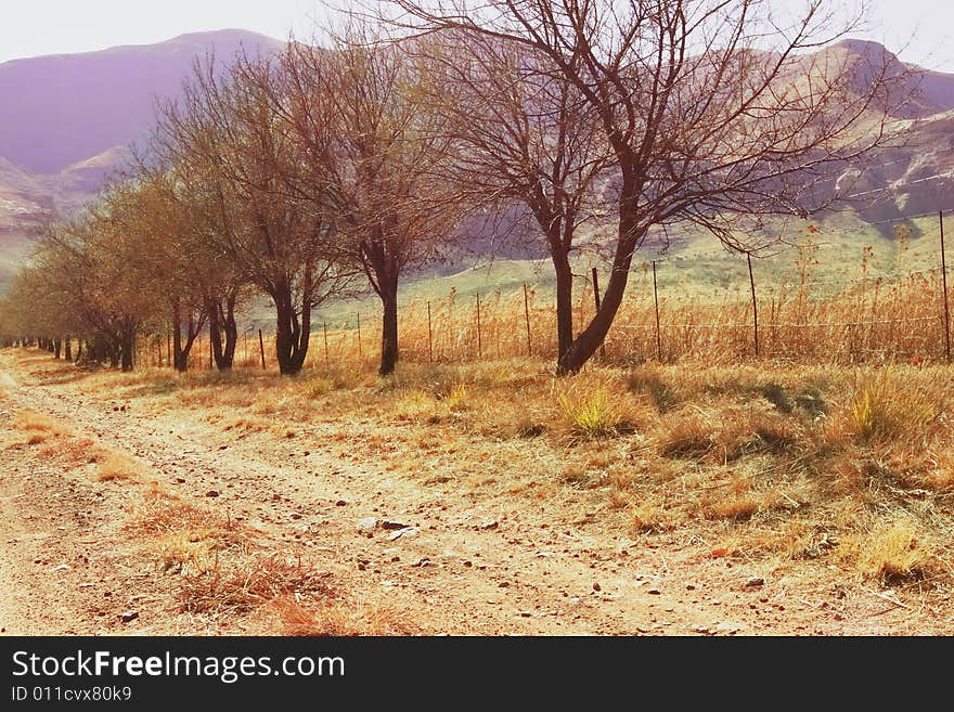 Dust road with trees in winter