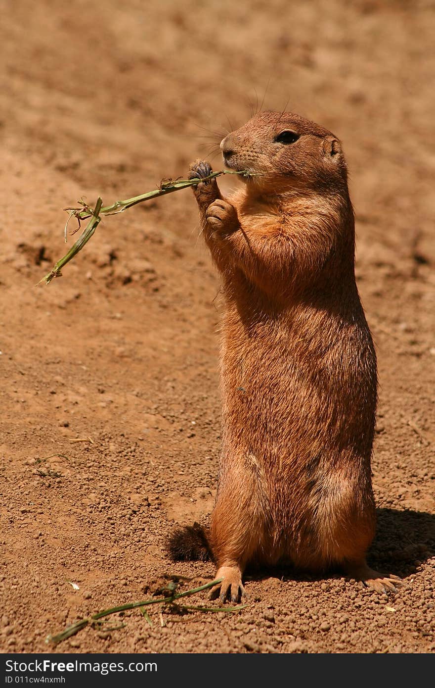 A prairie dog eating grass