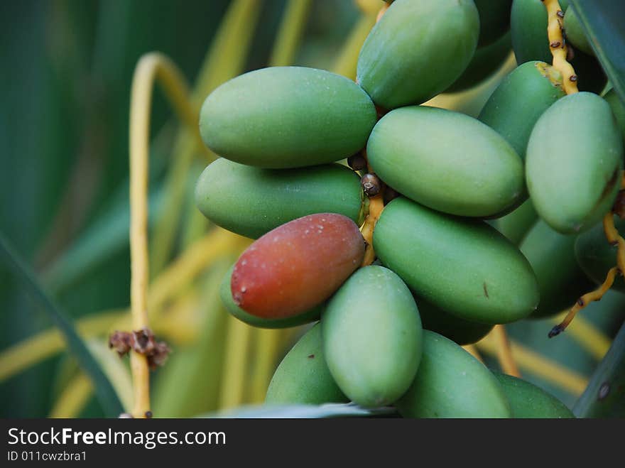 Green olives and one brown olive