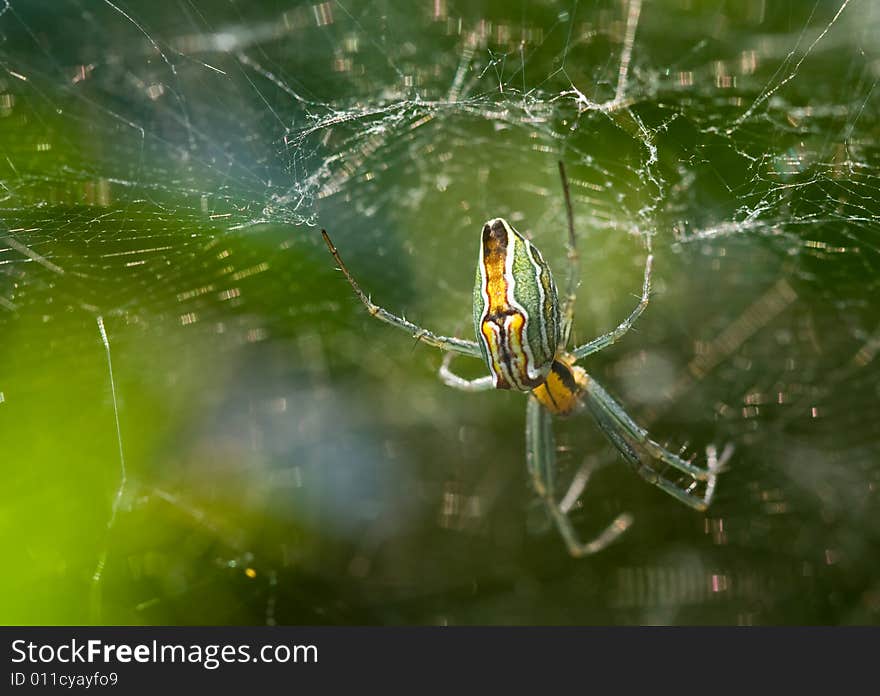 Basilica Spider in Web