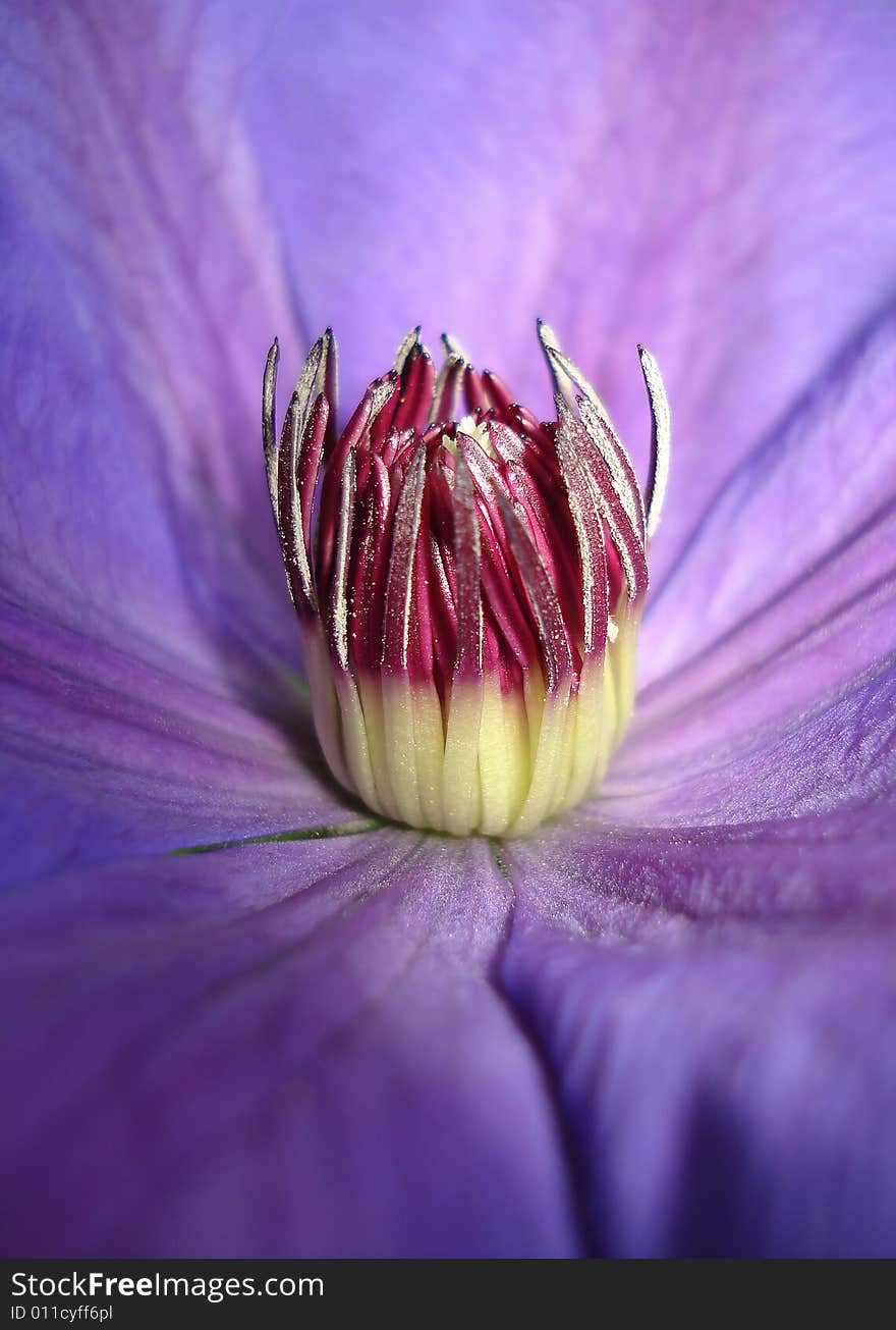 Clematis Xerxes