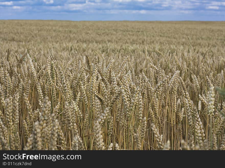 Grain field and blue sky