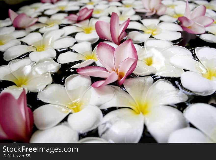 Frangipani in water