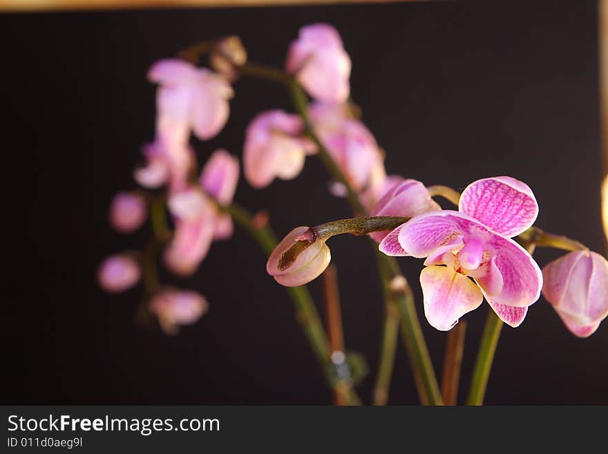 Moth Orchid (Phalaenopsis orchidaceae)