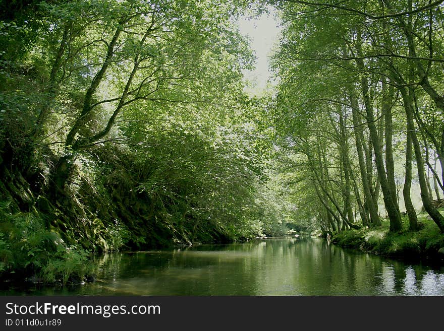 Green Forest By A River