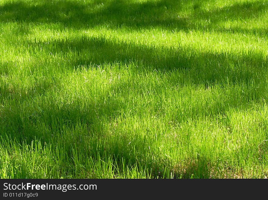 Green lawn with a shadows from trees