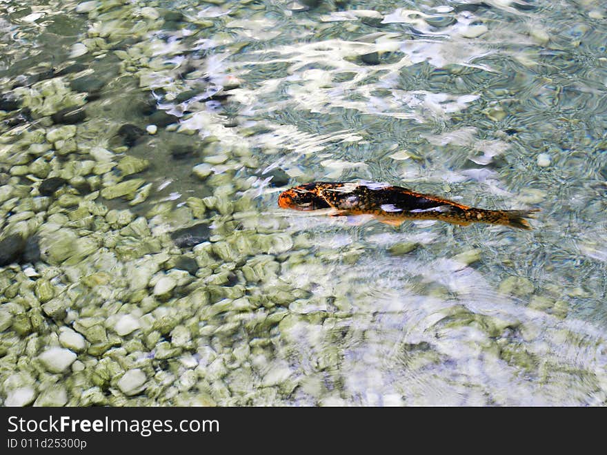 Fish in a small pool in the garden