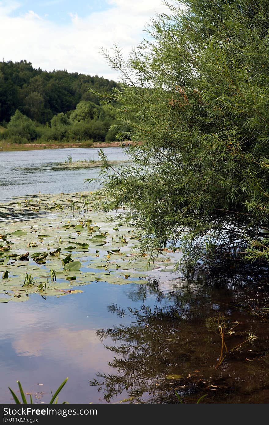 River Plants