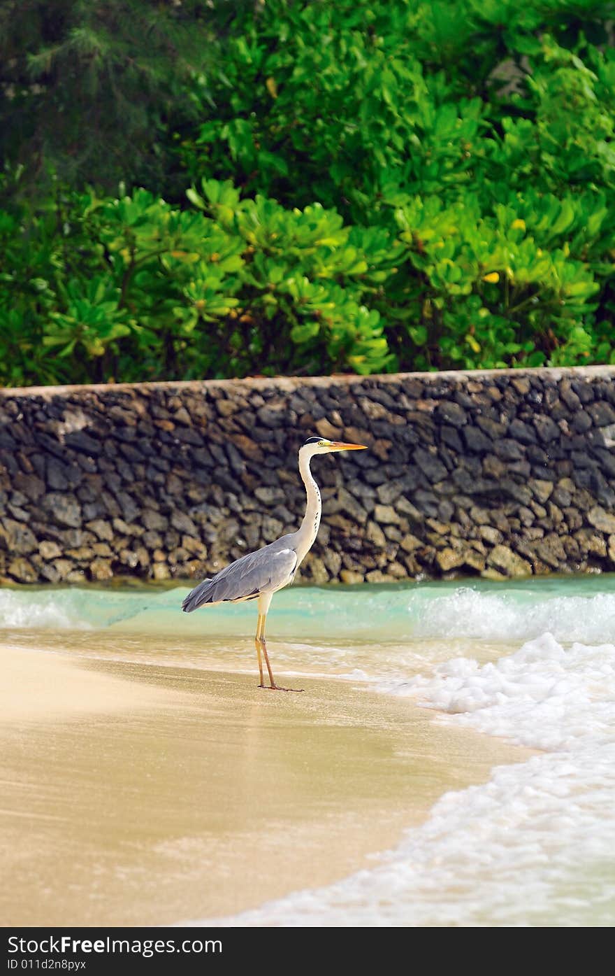 Ardea cinerea - Grey Heron at the beach. Maldives