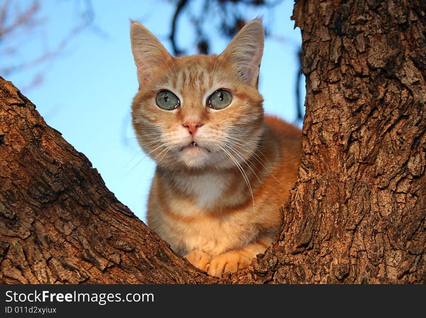 A Ginger Cat sitting in tree. A Ginger Cat sitting in tree