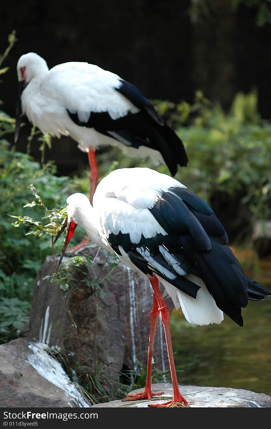 The Crested Ibis standing  in the water .