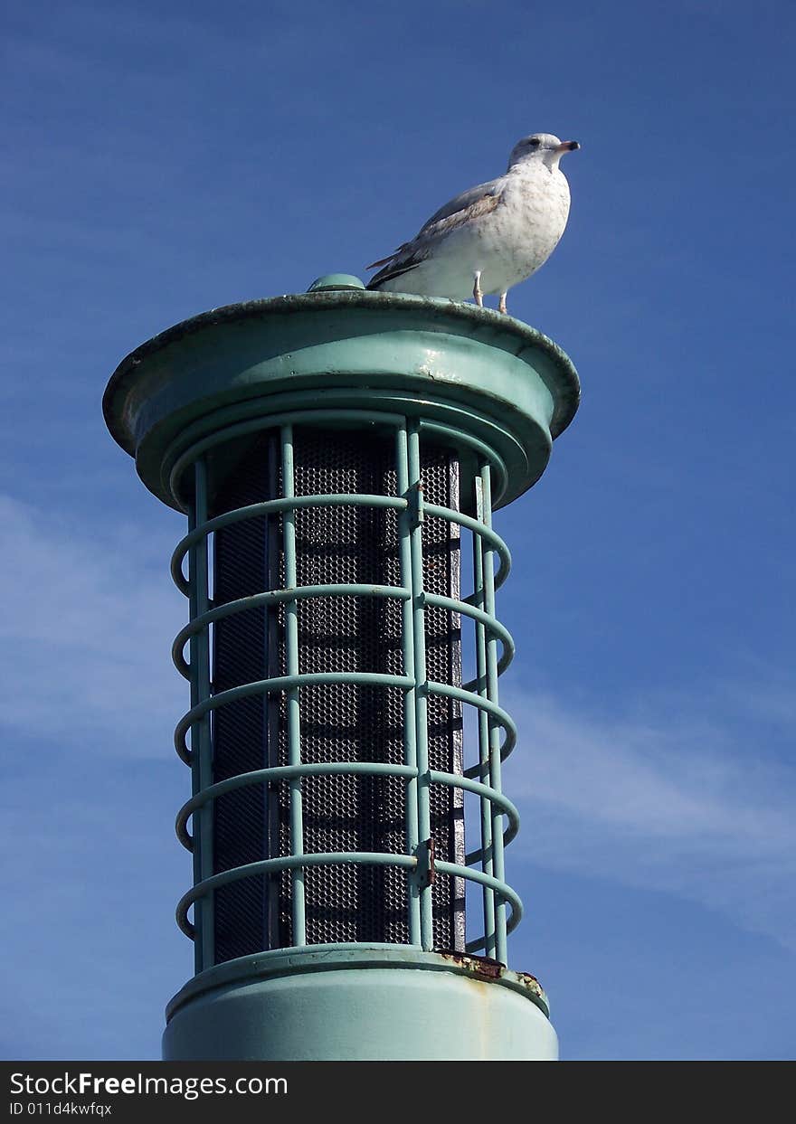 A lone seagull perches atop a post to survey his surroundings.