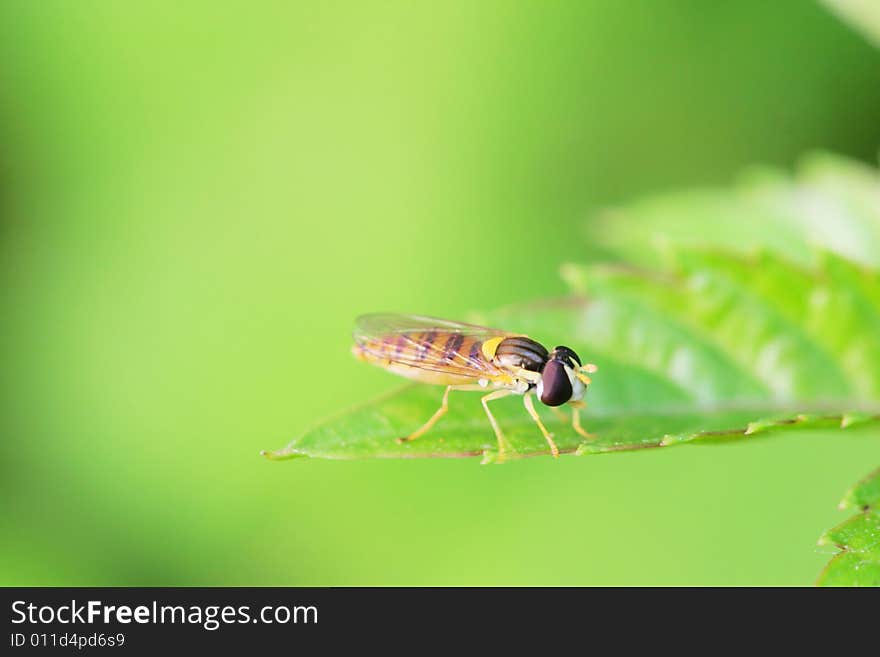 Syrphid Flies