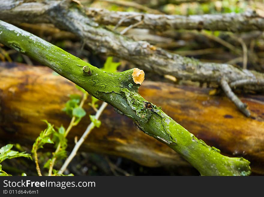 Broken wood branch on pile of branches. Broken wood branch on pile of branches