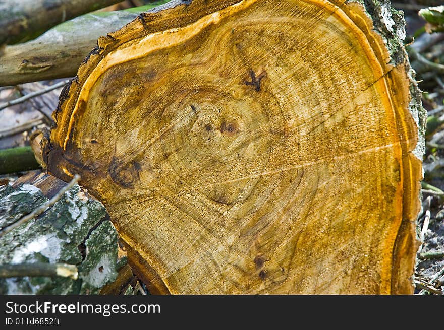 Wooden saw cut