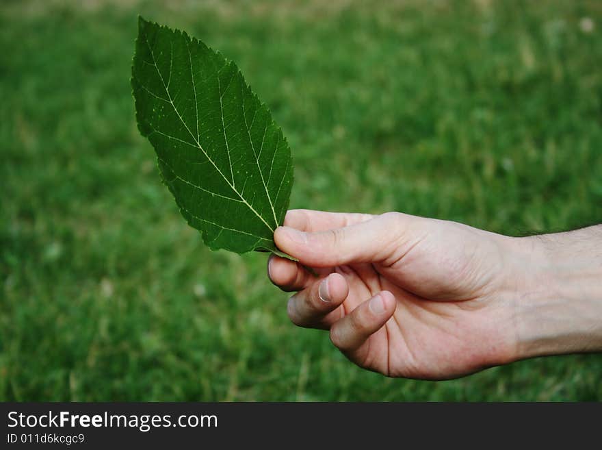 Leaf in Hand ... behind green grass