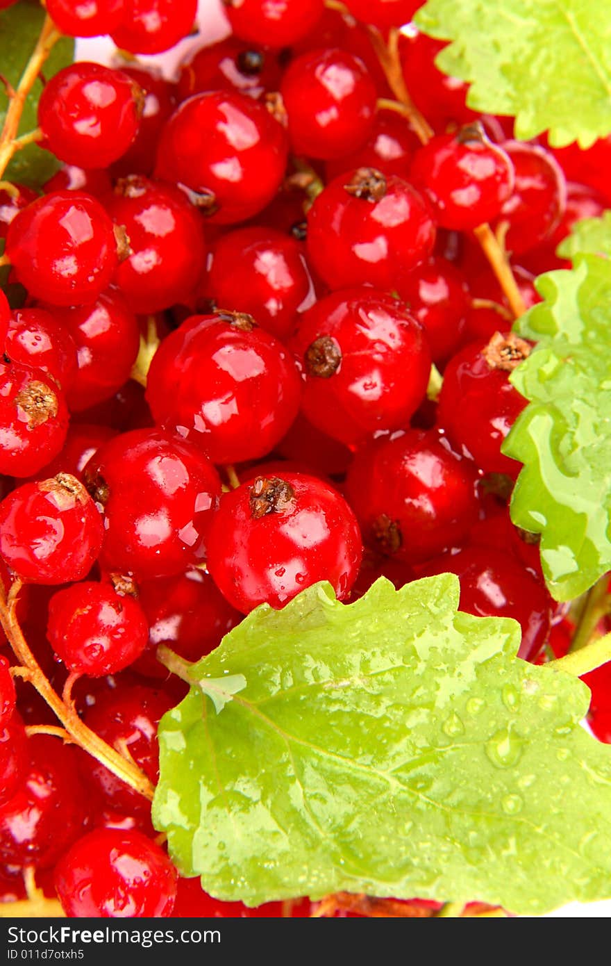 Very fresh and juicy red currant